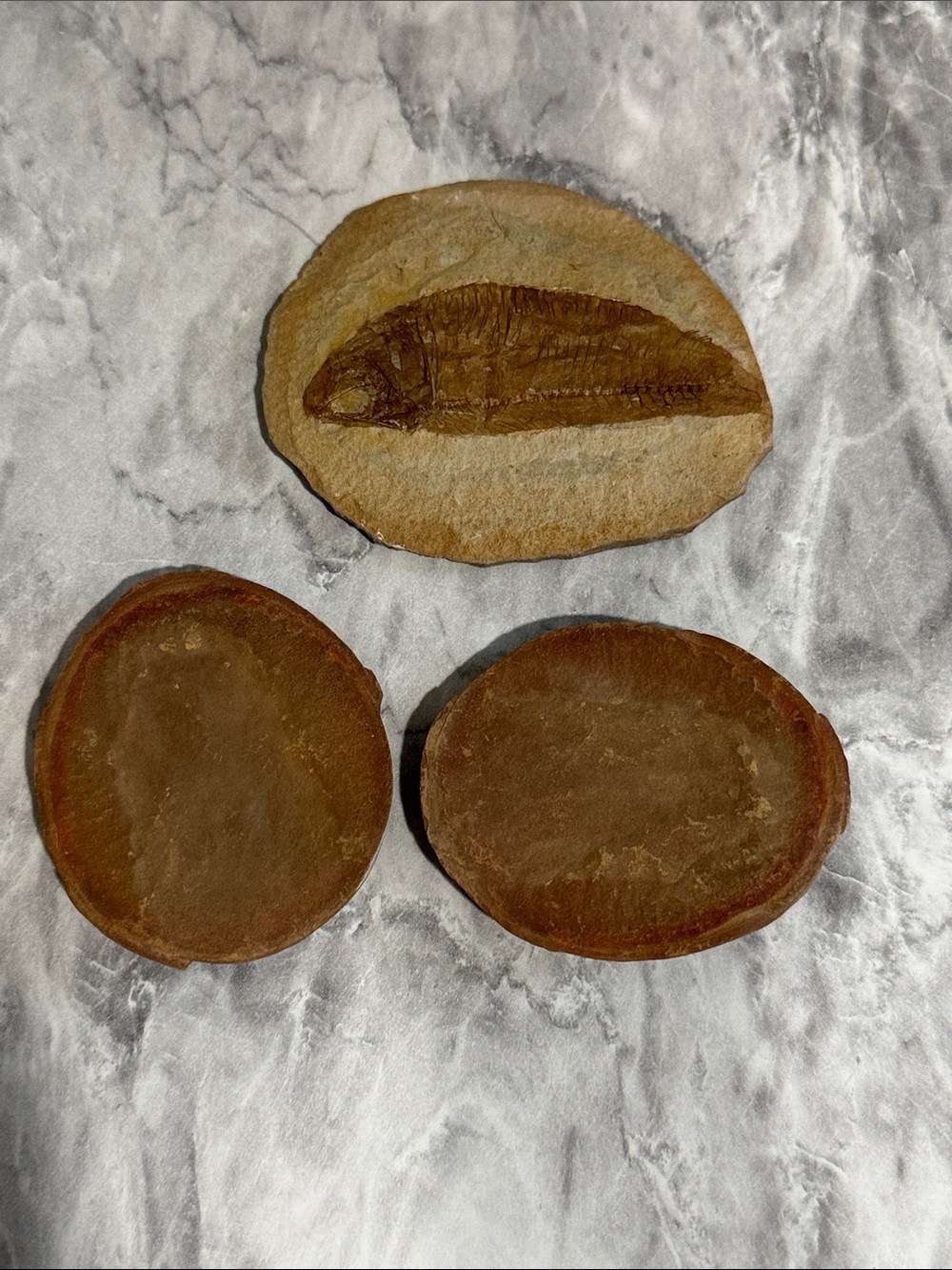 Natural Fish Fossil in Stone Matrix 3.75” – Complete Skeleton Display Specimen